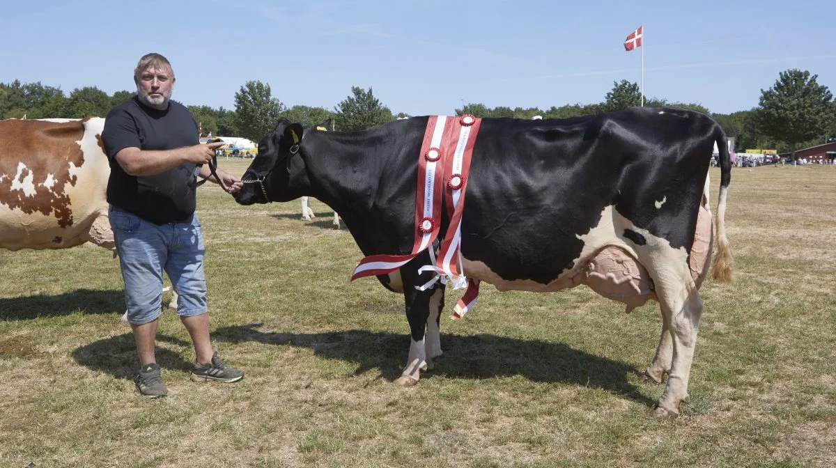 Denne 6,5 år gamle Dansk Holstein-ko fra Jesper Sørensen, Hågerup, blev kåret som bedste ældre model. Den har i 4,6 år haft en gennemsnitsydelse på 13.873 kg mælk og 990 kg værdistof. Ko nummer 3211 er efter tyren EV Jetset. 