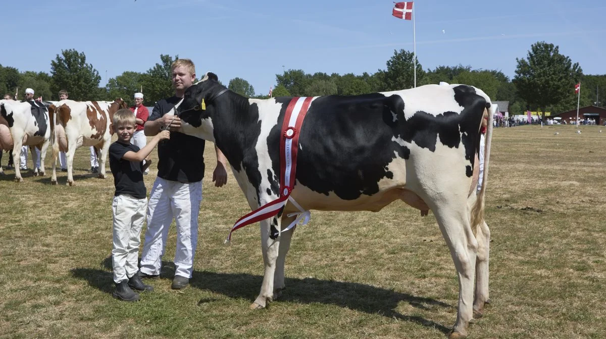 Jesper Sørensen og sønnen Sebastian på otte år viser deres yngre sortbrogede modelko frem. Ko nr. 3770 er efter tyren Del Lambda, og blev tillige tildelt topkarakteren 24 point.