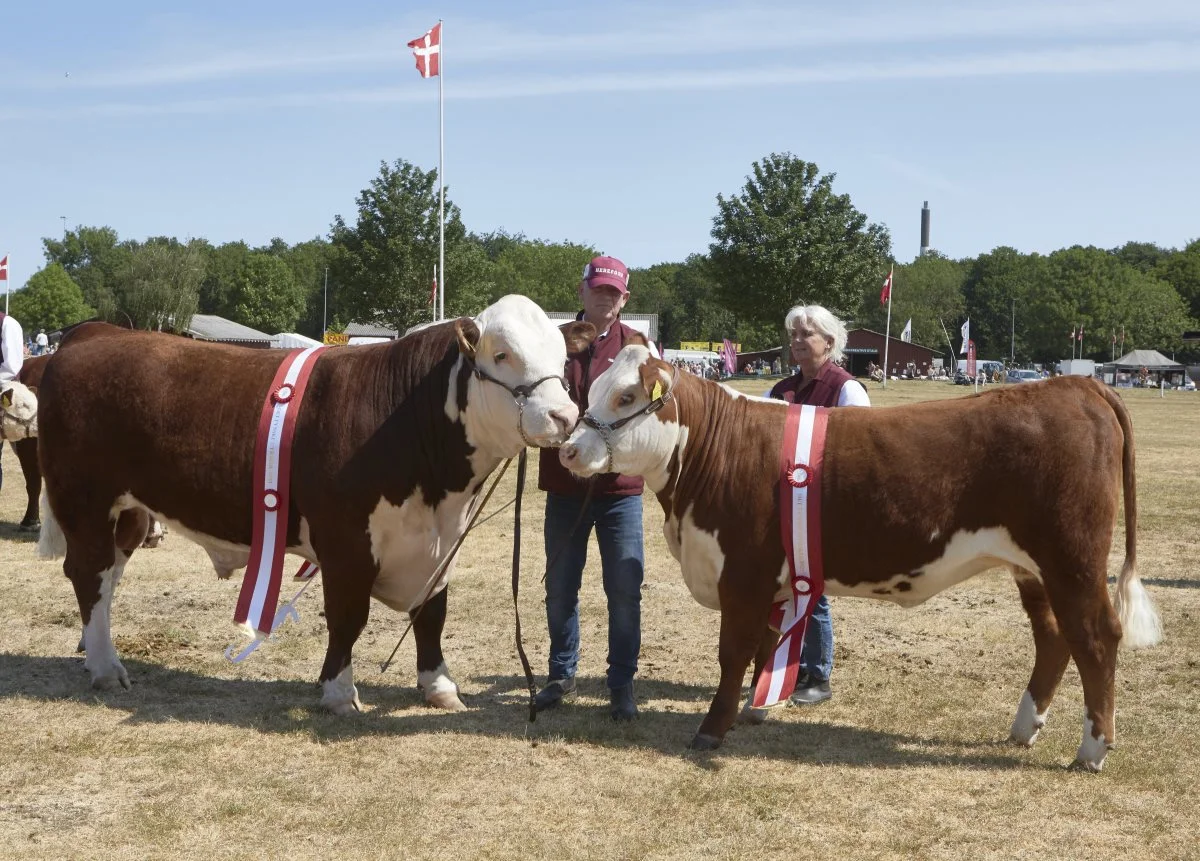 Lisa M. Pedersen og Lars Aarby Sørensen, Hazel Hereford i Gl. Korup, der havde 40-års udstillerjubilæum på årets fynske dyrskue, viser her deres to 24 points dyr og interbreed-vindere. Fotos: Erik Hansen