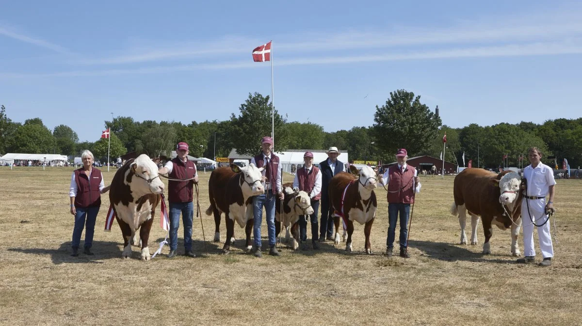 Årets interbreed-vindere på Det Fynske Dyrskue. Fra venstre herefordtyren Skyfall fra Hazel Hereford, Gl. Korup, herefordkoen Mandix Fie fra Mette og Kaj Jespersen, Ubberud, den yngre herefordtyr fra Hazel Hereford, samt simmentaltyren Bergs Sigurd fra Rasmus Berg, Voldtofte. 