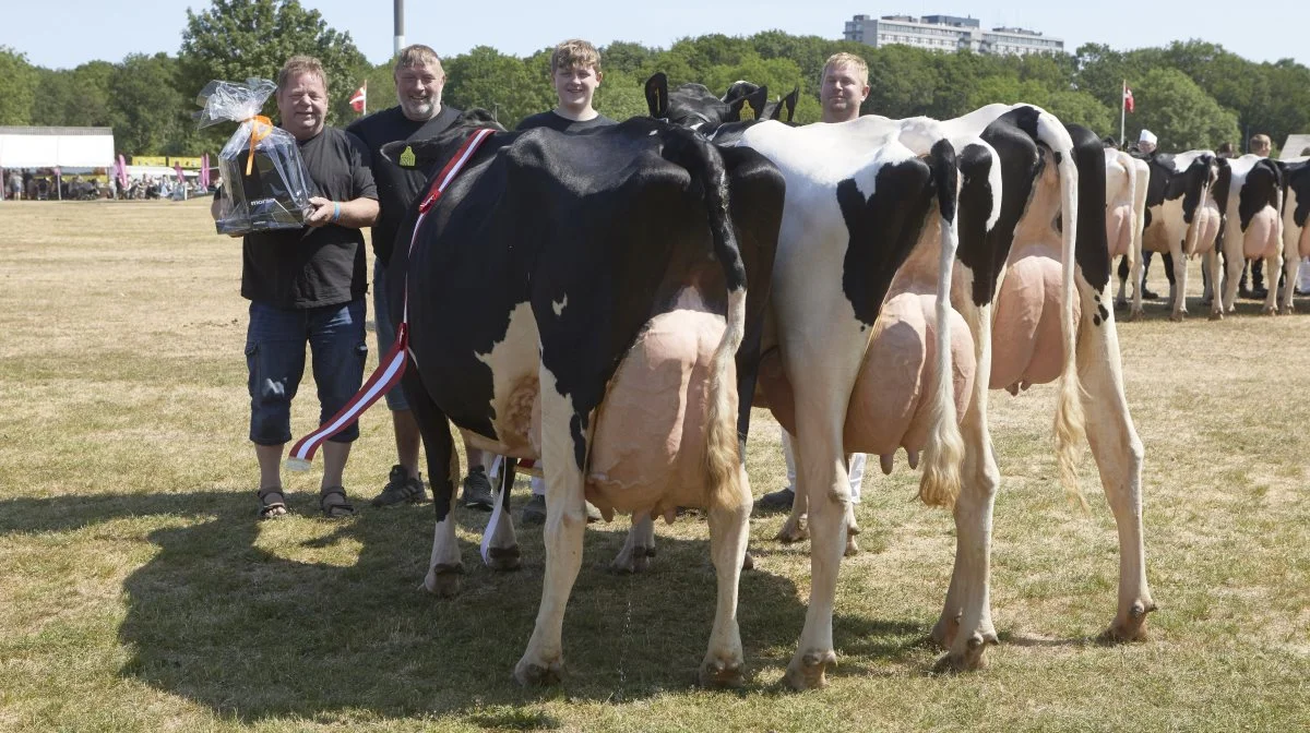 1633
Jesper Sørensen, Hågerup, besatte fløjpladsen, da den jyske dommer Martin Rasmussen skulle udvælge den bedste gruppe blandt de mange flotte repræsentanter for Dansk Holstein-racen, som han udtrykte det.
