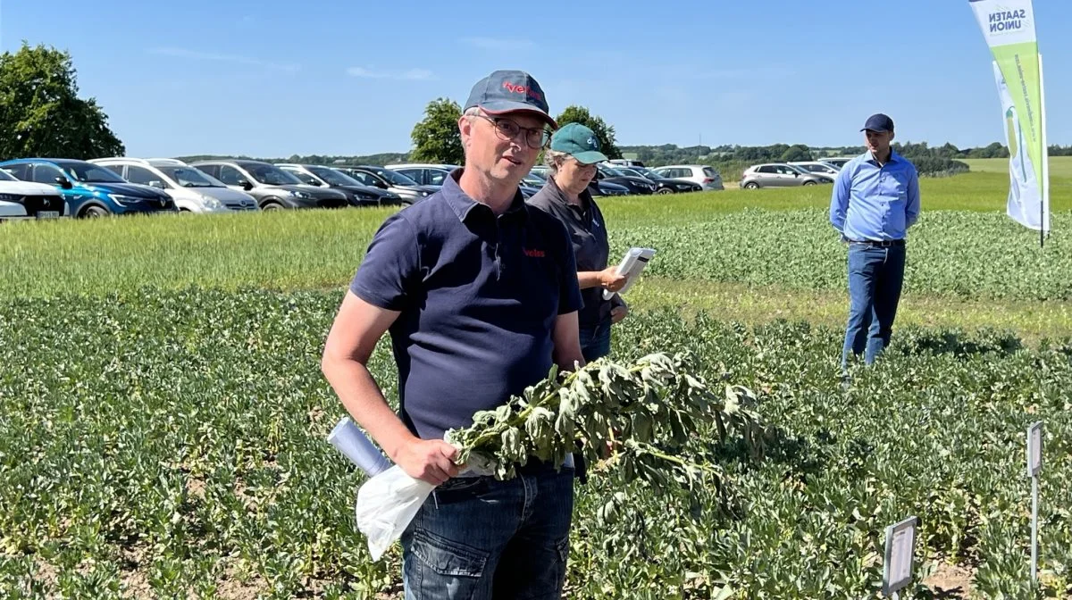 Planteavlskonsulent Kasper Holm Kristensen havde taget en vinterhestebønne med fra en anden mark, for at illustrere dens fordele, når vi oplever et tørkeår som i år. Foto: Kasper Stougård