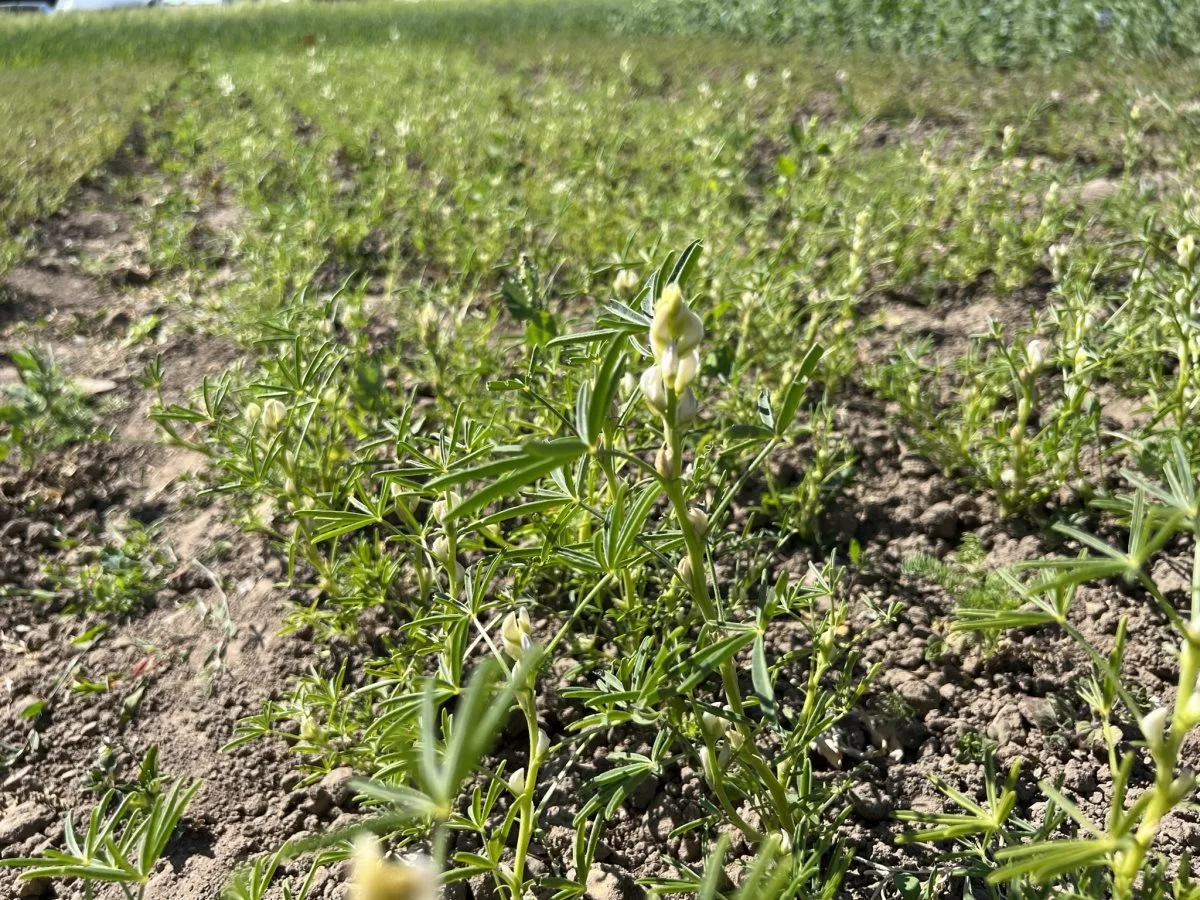 Lupin er på grund af sin pælerod mere tørkeresistent end hestebønner, og den leverer et højere proteinindhold. Tilsætning af podemiddel var dog glippet, da lupinerne på Lyngbygaard skulle etableres, og forsøgsparcellerne viste tydeligt konsekvensen heraf. Foto: Kasper Stougård 