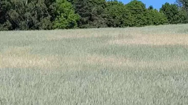 Tørkeskader kan, ifølge Topdanmark, afhjælpes økonomisk med en afgrødeforsikring. Arkivfoto
