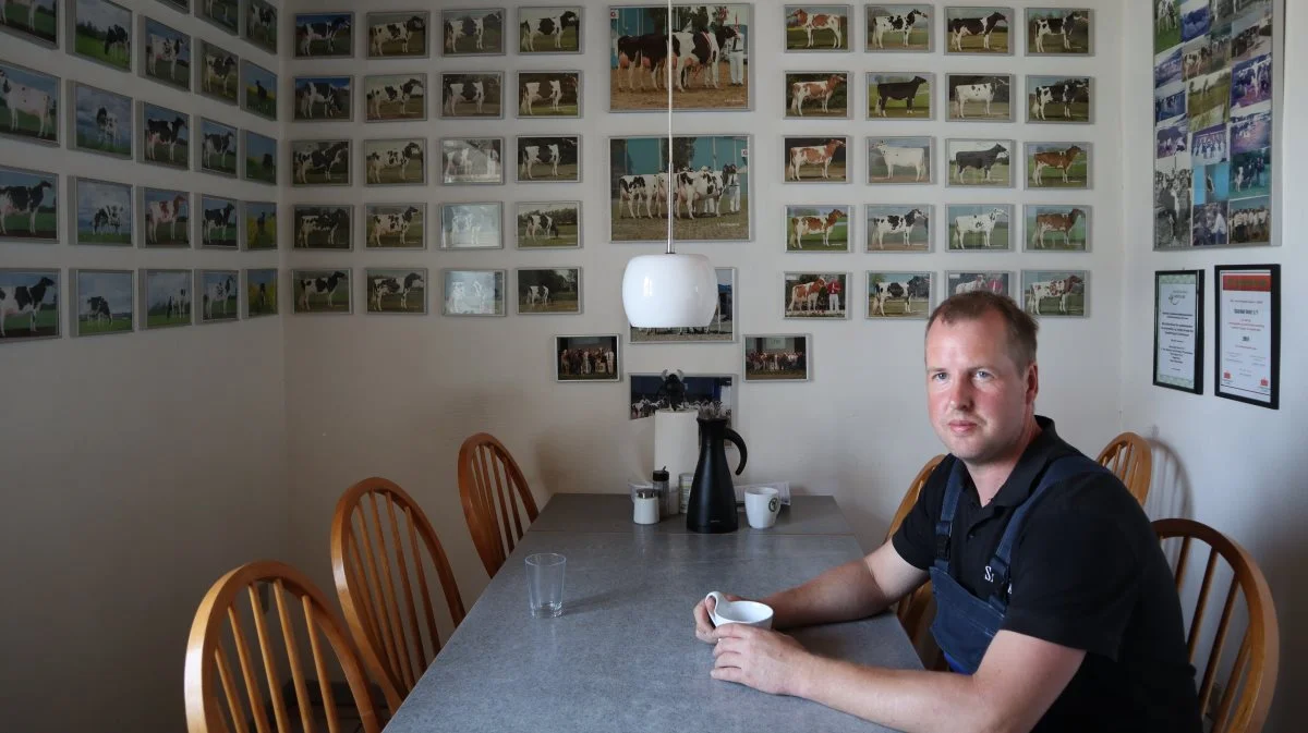 Væggene omkring spisebordet vidner om familien Therkildsens mange dyrskuemeritter. Fotos: Christian Carus