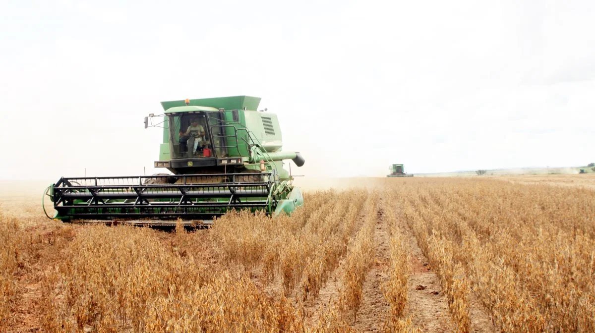 Al soja, der indgår i danske værdikæder inden for landbrug, fødevareproduktion og detailhandel skal senest fra 2025 være ansvarligt produceret, lyder det fra den danske alliance af sojaaktører. Arkivfoto: Jørgen P. Jensen