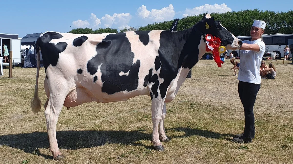 Bedste ældre Holstein: VH Broback-datter fra Anesminde, Vilsted