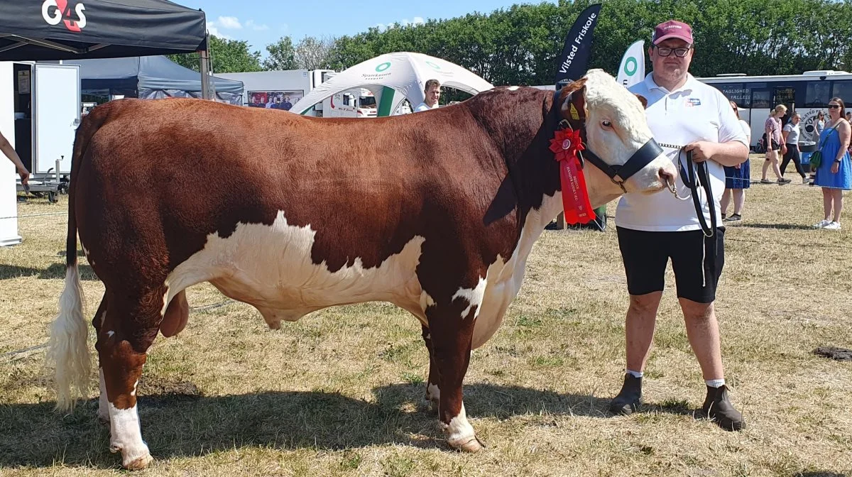 Bedste kødkvæg: Hereford-tyr fra Tamu Naturbrug, Ranum.