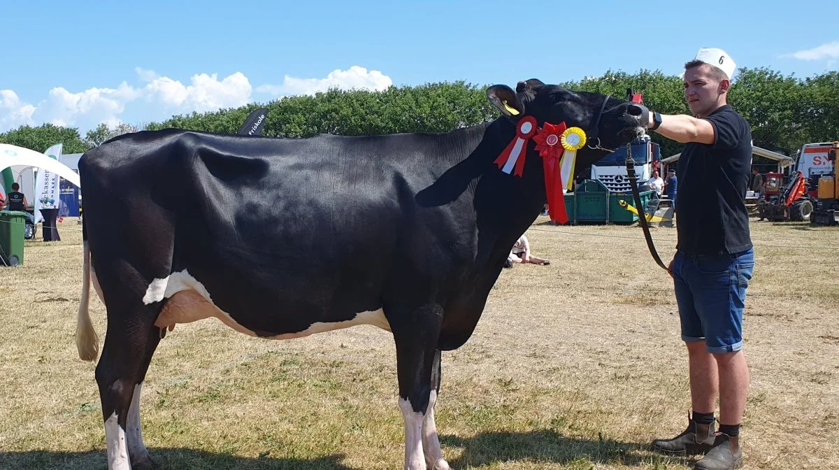 Bedste Holstein: VH Belland-datter fra Per Warming, Blære.