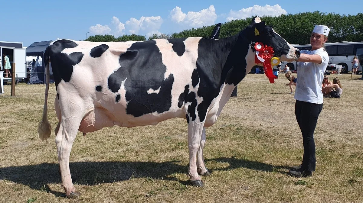 Bedste ældre Holstein: VH Broback-datter fra Anesminde, Vilsted