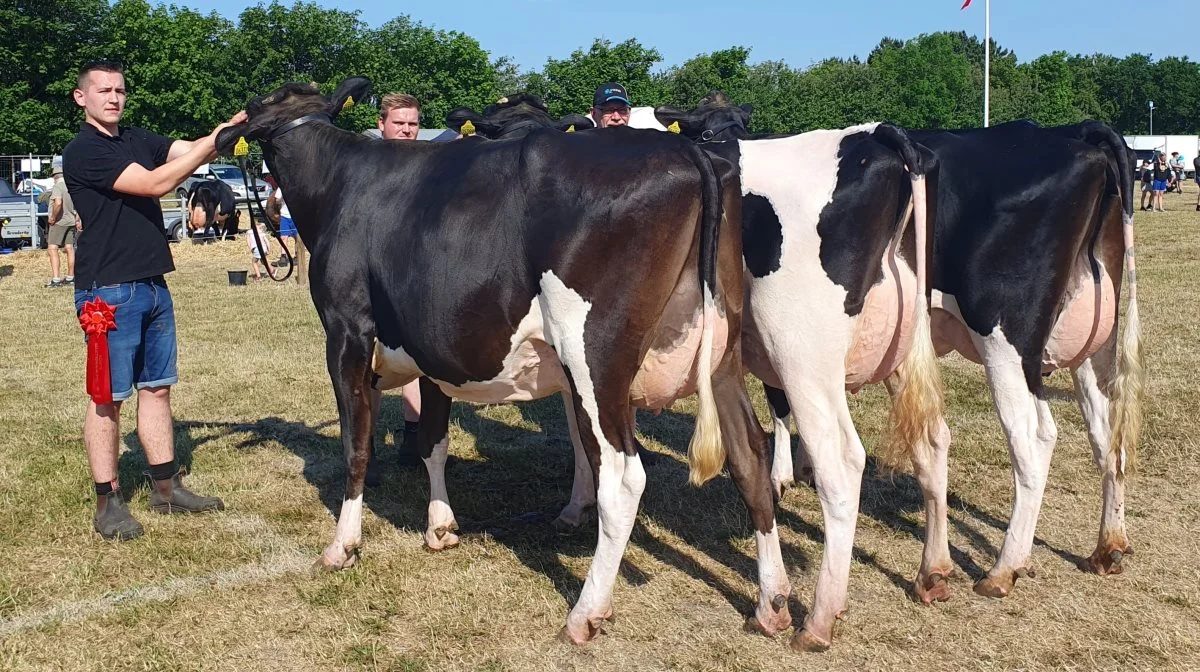 Bedste Holstein-besætningsgruppe fra Per Warming, Blære.