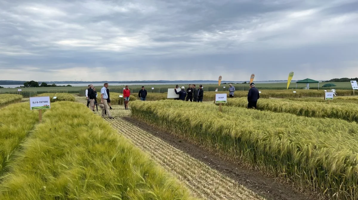 De mere end 1000 deltagere i DLG Innovation havde mulighed for at deltage i rundvisninger i de velplejede forsøgsmarker hos Sejet Planteforædling. Foto: Kasper Stougård 