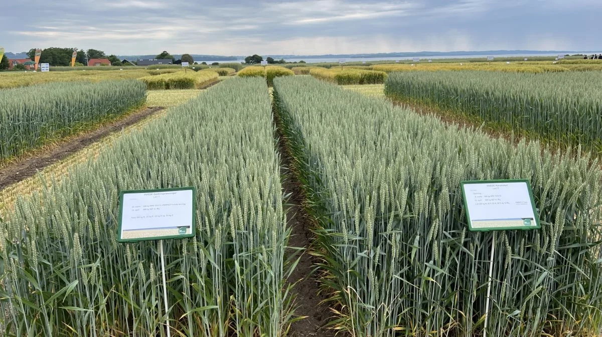 Hvis man kunne tage øjnene fra den smukke udsigt over Horsens Fjord, var der blandt andet mulighed for at blive klogere på gødskningsstrategier i vinterhvede. Både med og uden biostimulanter. Foto: Kasper Stougård 