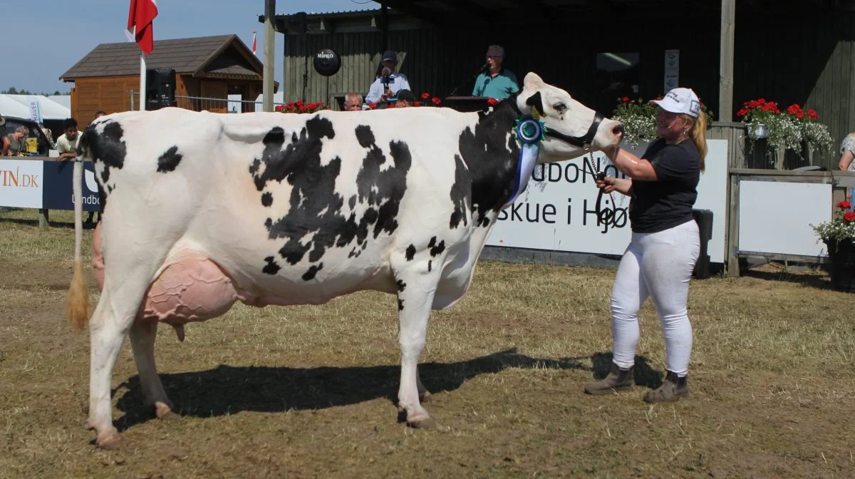 Miss Vendsyssel 2023 blev en sjettekalvs Holsteinko fra Anders Elholm Andersen, Tylstrup. Fotos: Line Brusgaard