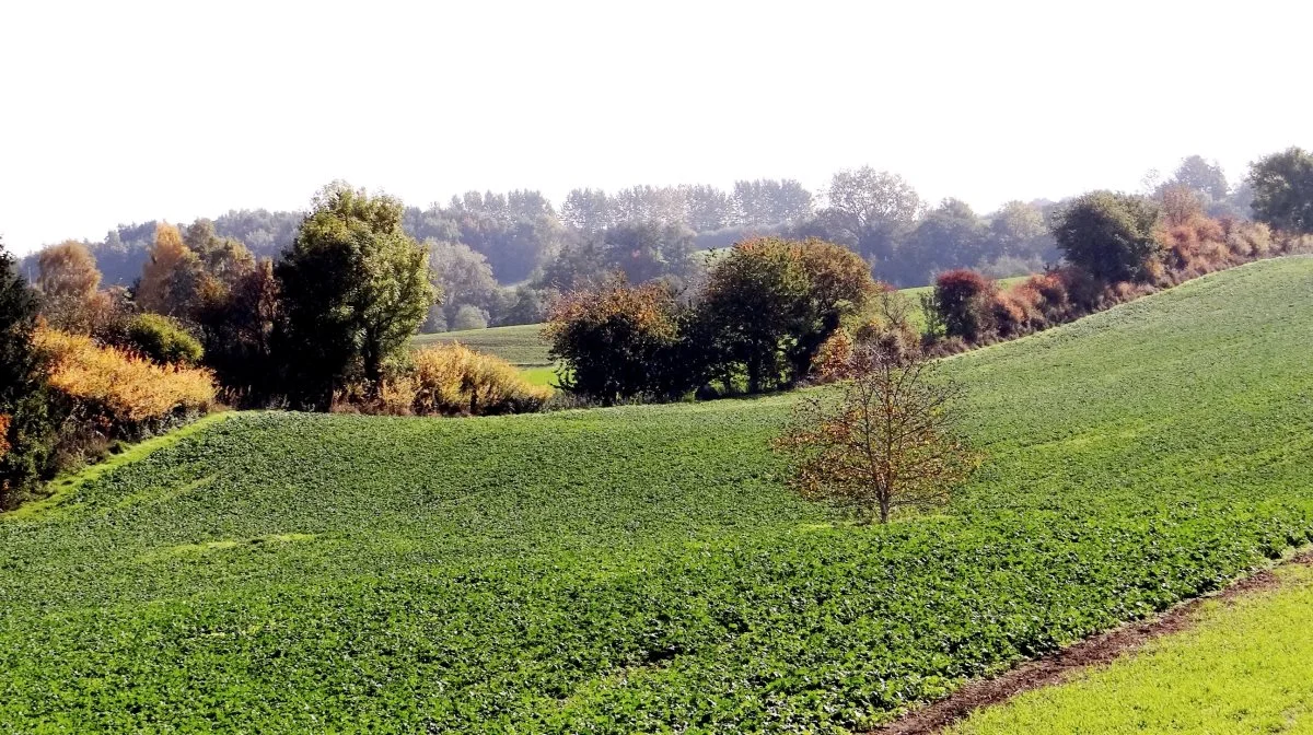 Medlemslandene skal inden 2030 blandt andet sætte gang i genopretning af 30 procent natur, udtage 30 procent af lavbundsjorde og vende nedgangen i antallet af bestøvere senest. Arkivfoto