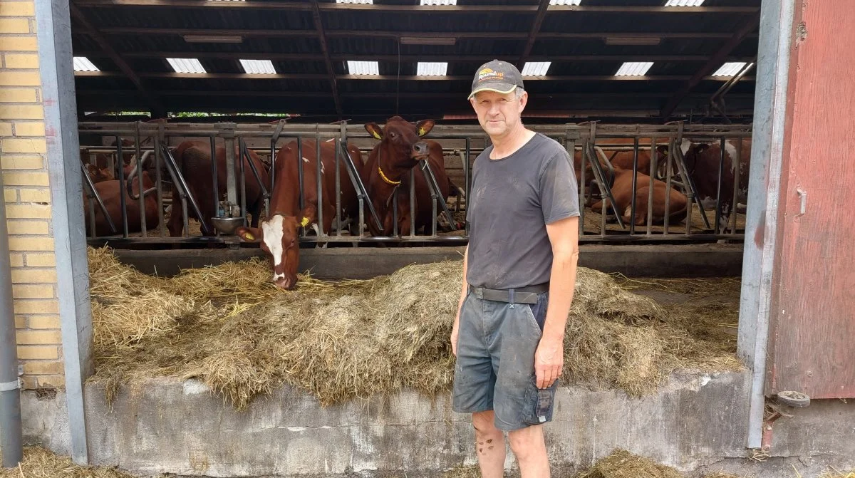 Med sine 115 røde køer er Karsten Skole Christiansen Samsøs eneste Arla-leverandør. Fotos: Christian Carus