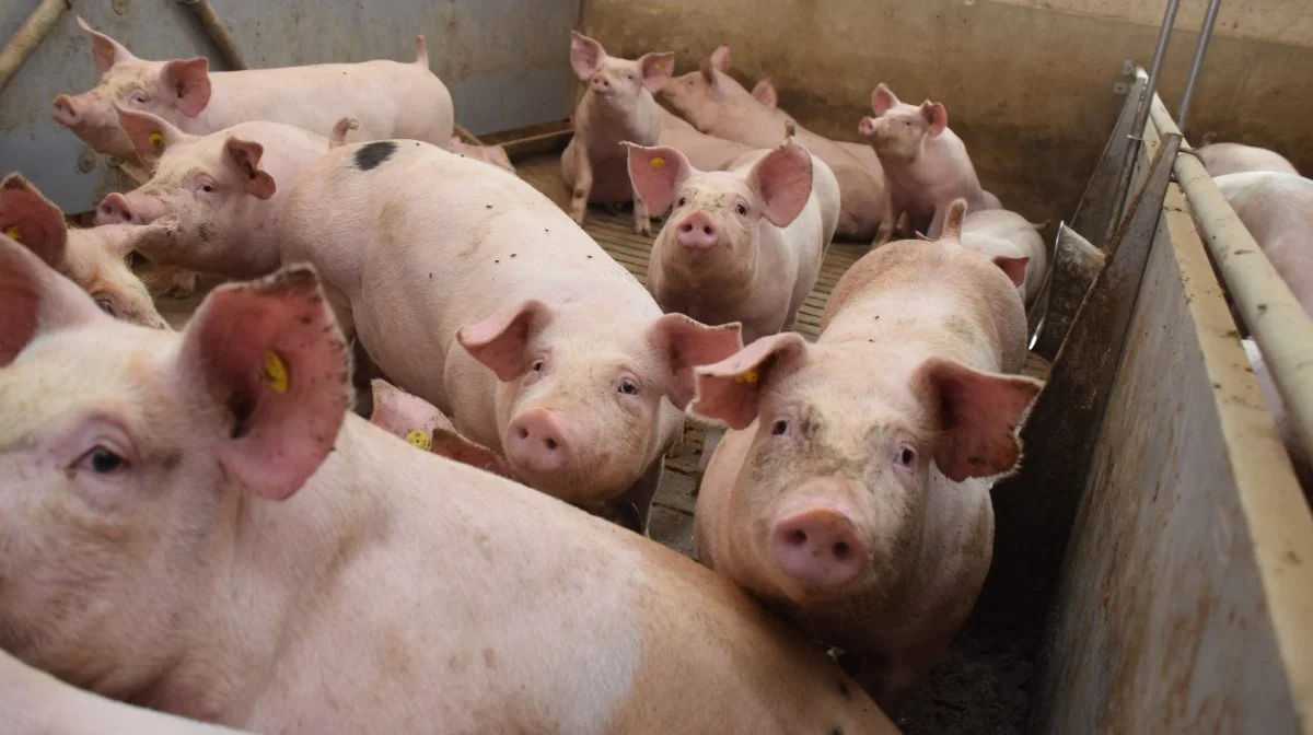 Andelshavere i Danish Crown kan forvente at få 13,80 kroner pr. kg for slagtesvin i vægtklassen 73-97,9 kg i uge 26. Arkivfoto: Anne Wolfenberg