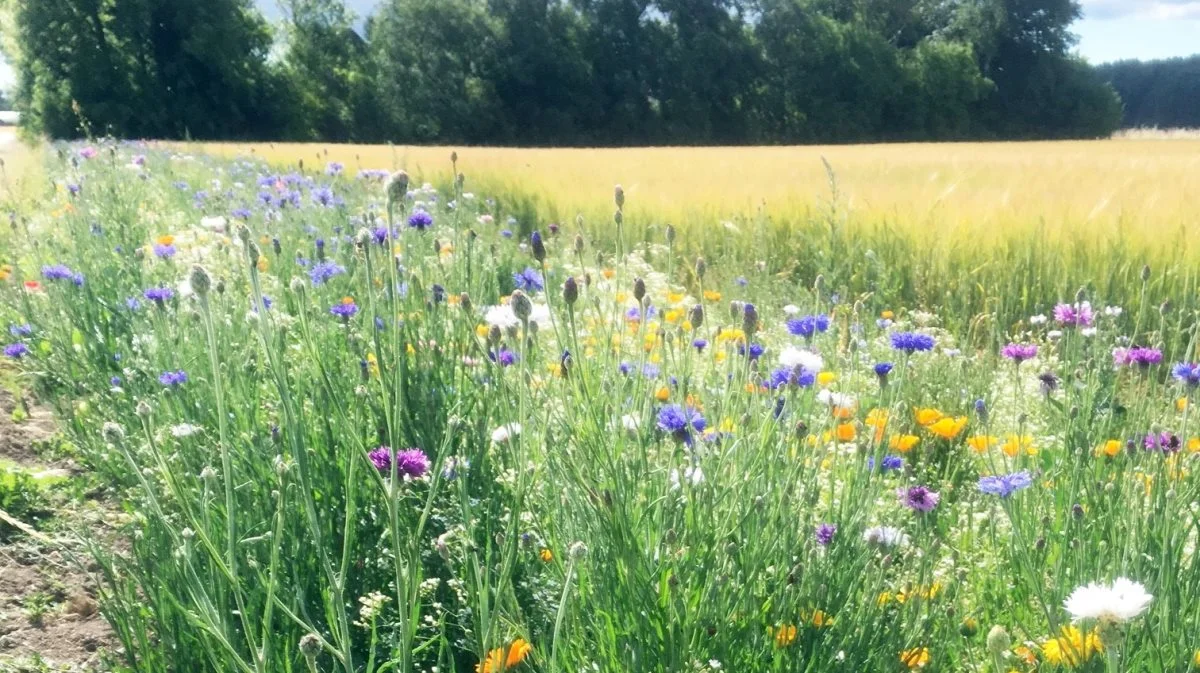 På Skattebøllegaard har de fokus på at hjælpe til i lokalsamfundet. Blandt andet ved snerydning, fejning af veje og plantning af blomster i vejrabatter. Arkivfoto