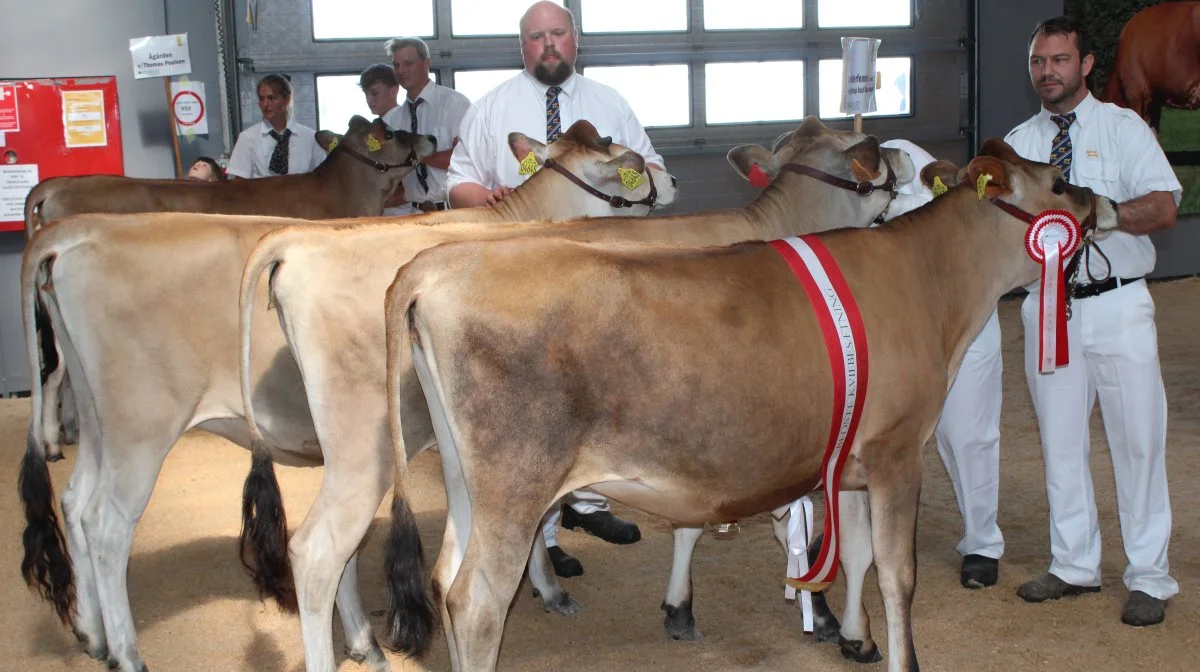Bedste kviebesætning – Jersey – gruppen fra Sønderfenner v/Familien Svejstrup Juul Rasmussen. Foto: John Ankersen