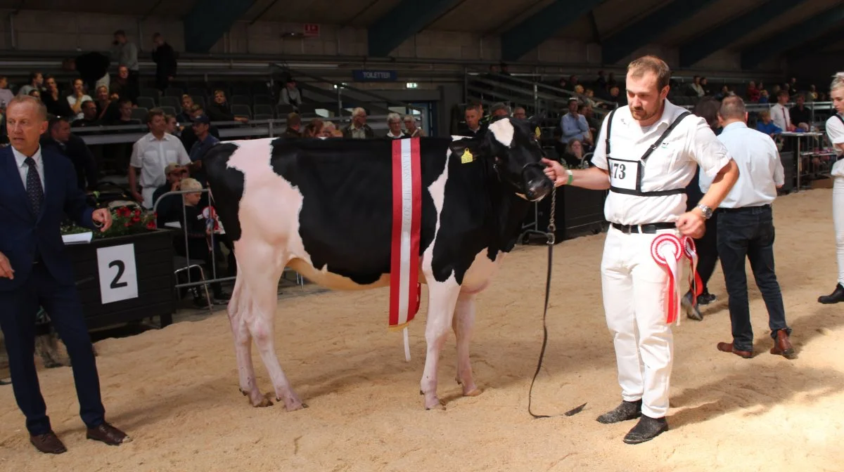 Bedste Holstein kvie kom fra Bathau Holstein, Tjele. Foto: John Ankersen