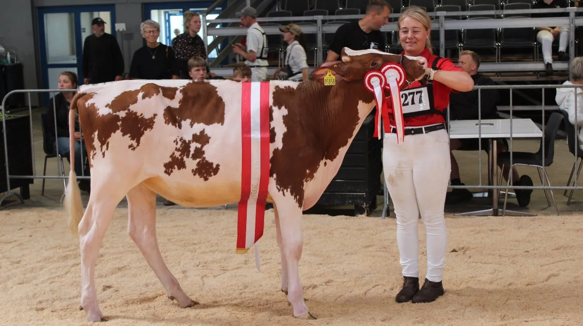 Bedste RDM-kvie kom fra Stakkehavegaard, Vojens. Foto: John Ankersen