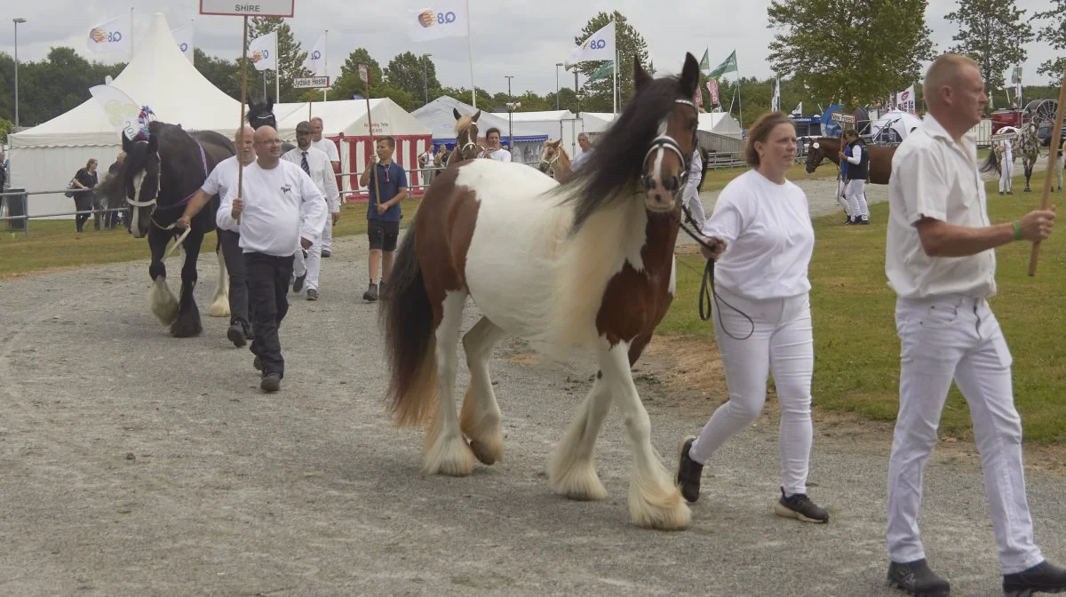 364 heste fordelt på over 20 racer, blev fremvist på Landsskuet. Foto: Tenna Bang