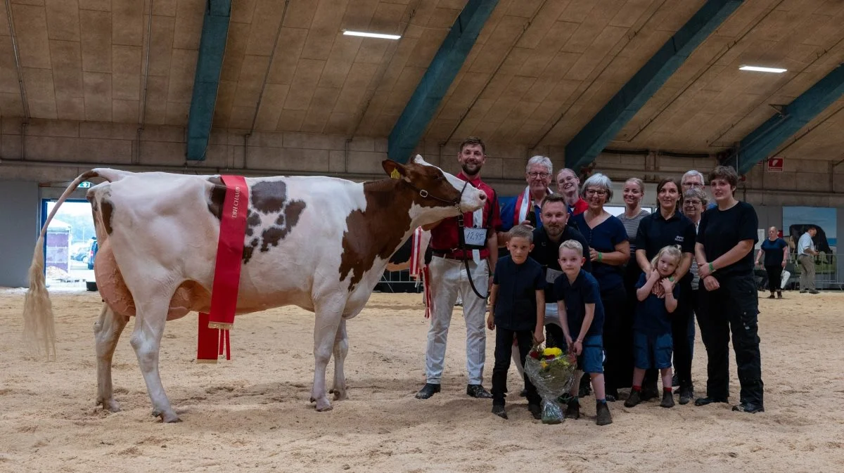 DRH champion og bedste ældre blev Arino Red-datteren fra Borup Holstein, Vrå. Foto: Jesper Kjær Sørensen