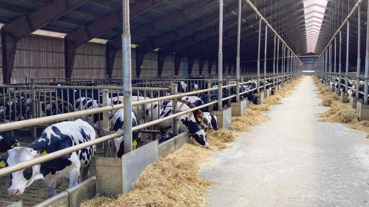 Tranbjerg Østergaard A/S er et landbrug der har rigtig gode erfaringer i samarbejdet med en bestyrelse. Fotos: Agrocura