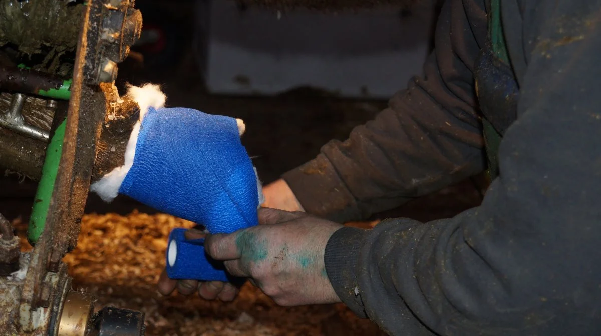 Fødevarestyrelsen været på kampagnekontrol i 150 besætninger, hvor blandt andet halte køer er blevet registreret, og hvor ejernes håndtering af syge klove og lemmer er blevet kontrolleret. Arkivfoto