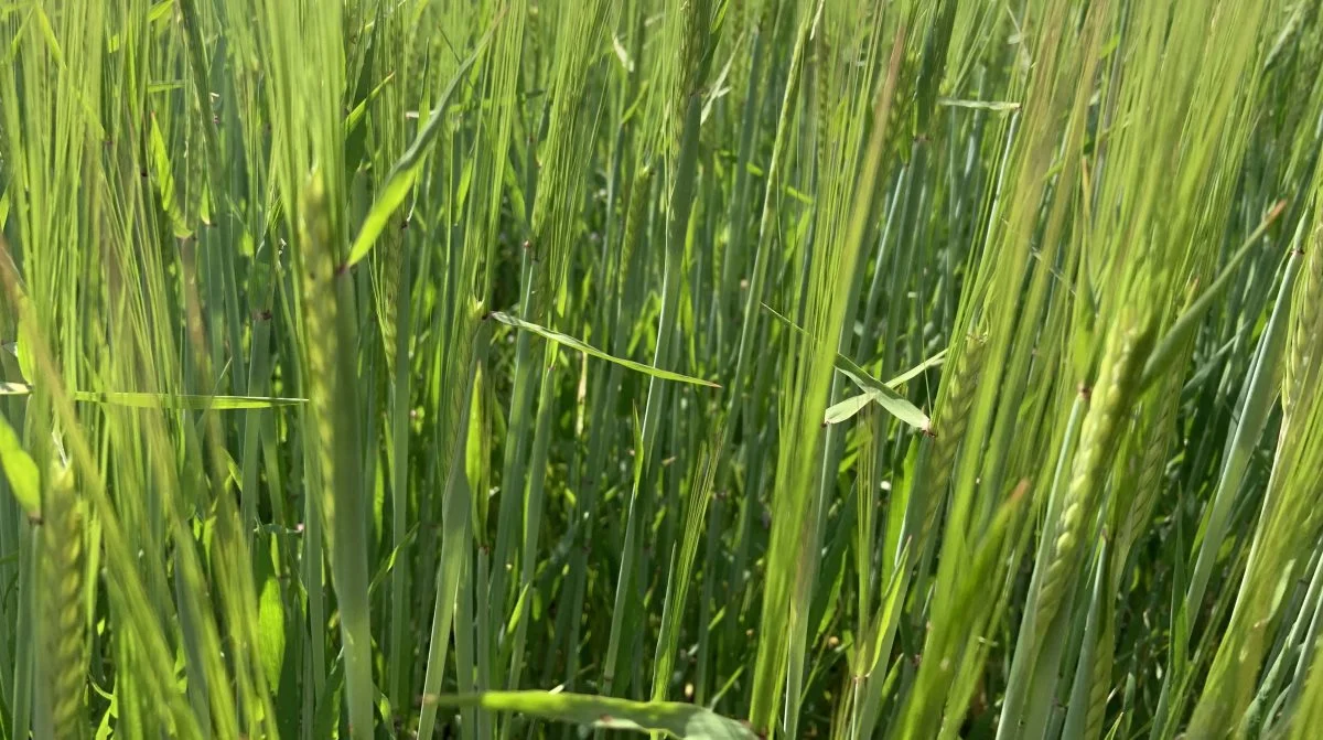 Byg. Foto: Casper Laursen