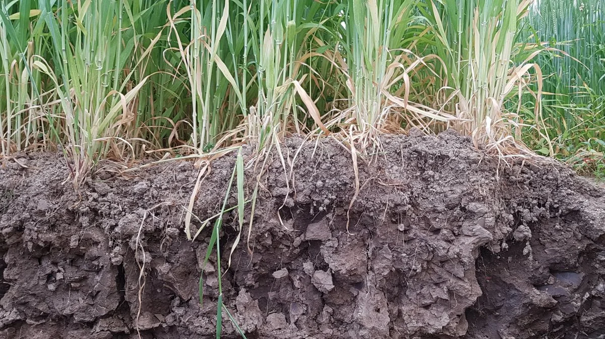 Tør jord. Foto: Sven Hermansen