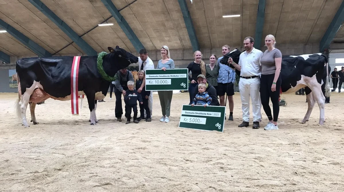 Skovgård Holstein løb med titlen Danmarks smukkeste malkeko med Battlecry-datteren, foran en Arino Red-ko fra Borup Holstein. Miss Teen gik til Bathau Holstein med Tropic-datteren. Guldkoen gik til 6. kalvskoen fra Stenisminde fra Tylstrup. Foto: Dansk Holstein