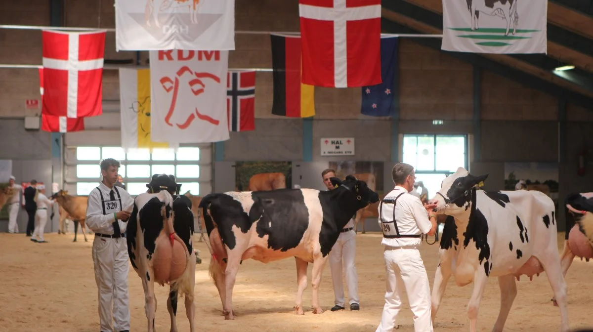 I Hal Q var der kamp til stregen blandt malkekøerne. Foto: Line Brusgaard