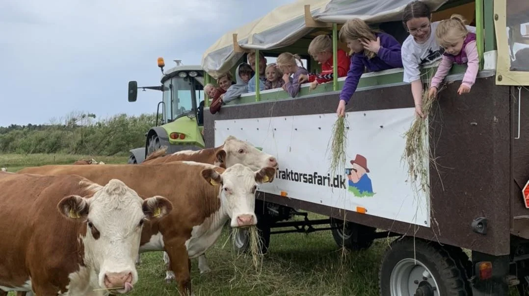 Kosafari har vist sig som en stor succes hos Lophave Hereford. Foto: Lophave Hereford
