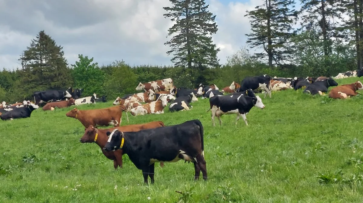 Køerne på Ellinglund er krydsningskøer af racerne: Holstein, RDM og Montbéliarde.