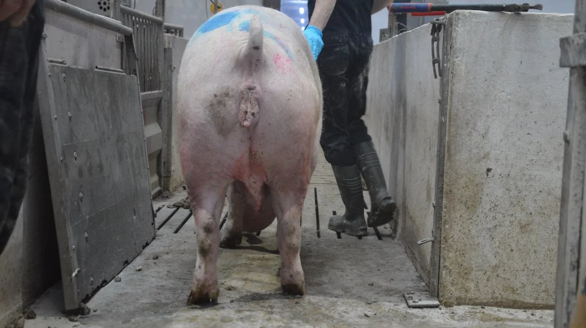 Obduktioner har vist, at klovbylder hos søer, der halter, ofte er kroniske og indkapslet i et tykt lag bindevæv. 