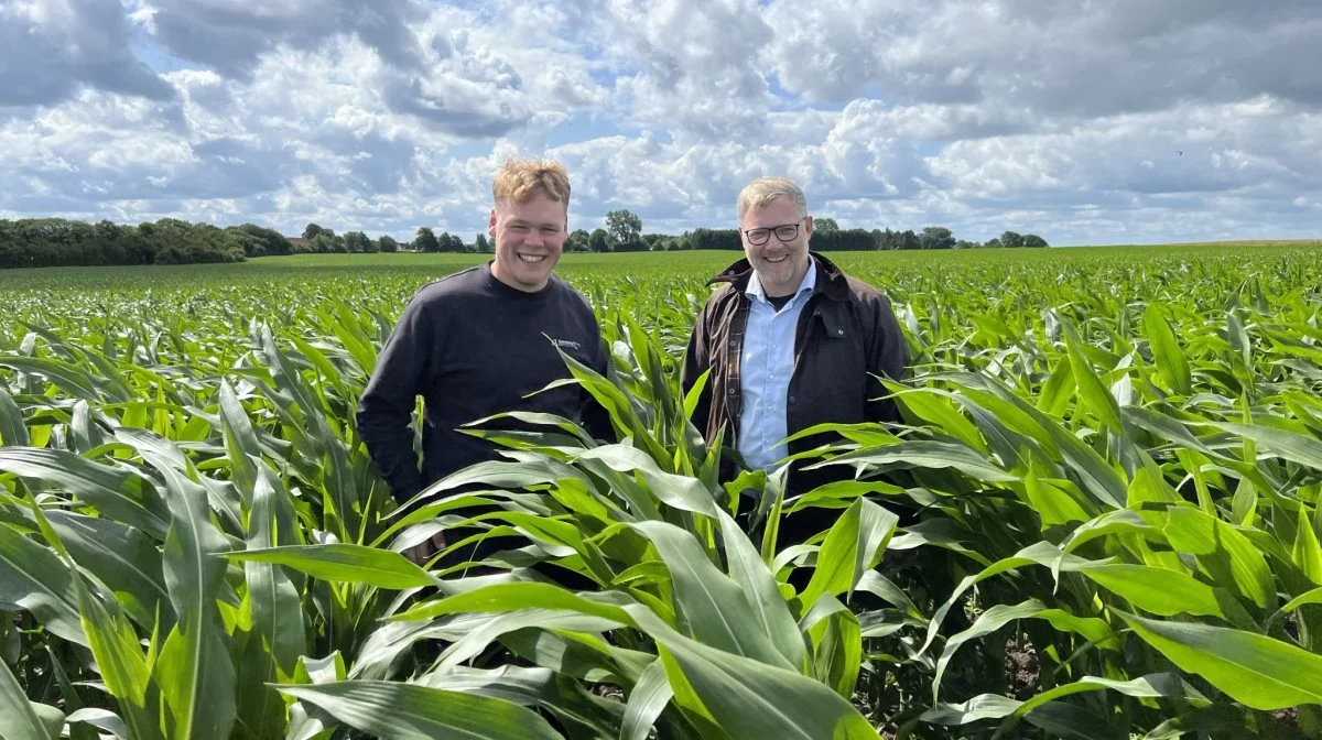 RGT Sphinxx Duo-majsene står flot, og mellem rækkerne har Focus Ultra været hård ved det ALS-resistente rajgræs, som truede med at braklægge marken. Rune Stigsgaard Nissen (til venstre) og Søren Severin fra BASF har grund til at smile. Foto: Kasper Stougård  