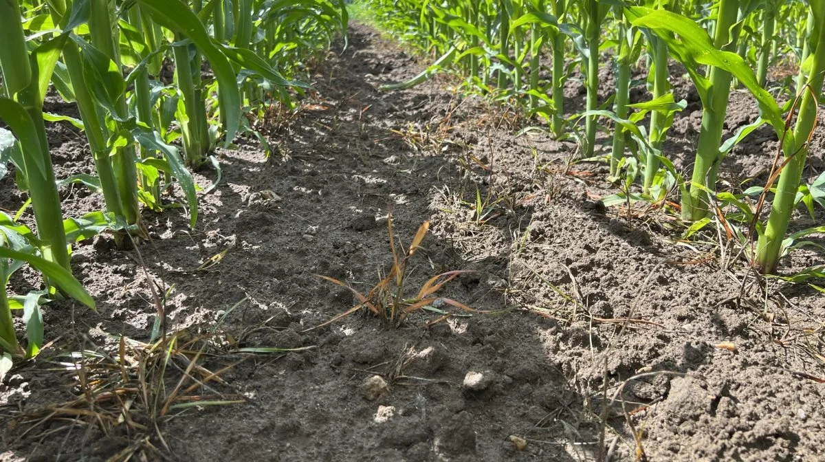 De gråbrune skeletter af italiensk rajgræs står tæt mellem majsrækkerne. Selv de tilbageværende grønne blade slipper let planten, når man trækker i dem. Foto: Kasper Stougård 