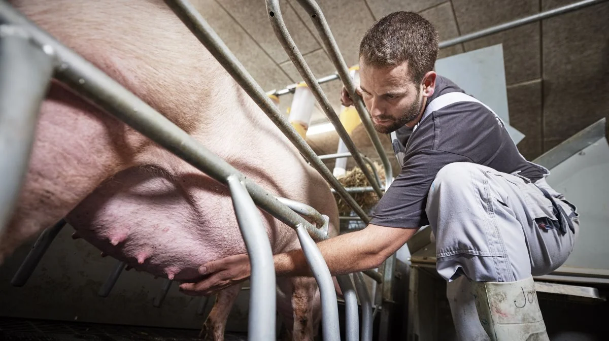 Evaluer hver enkelt so i farestalden, hvor antallet af tilgængelige og funktionelle patter noteres på sokortet. Vurder desuden soens huld og appetit, førend der tages en overordnet beslutning om, hvor mange grise hver so forventes at kunne passe efter kuldudjævning. Foto: DanBred/Lars Mikkelsen