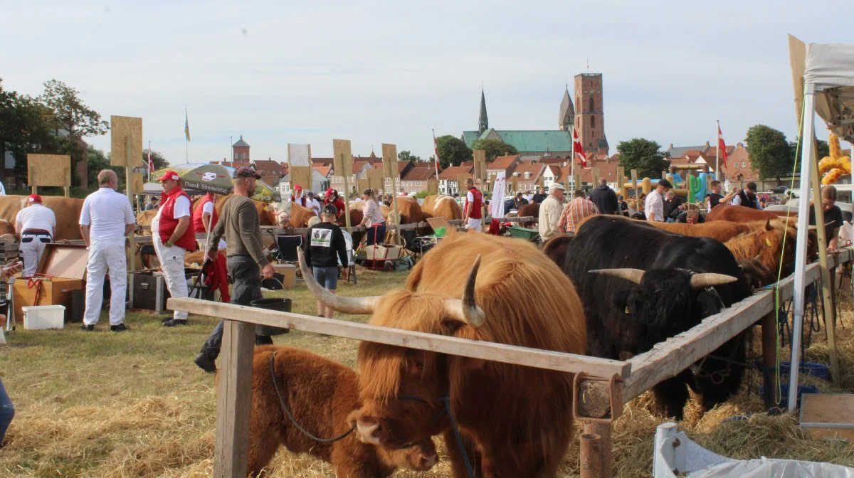 Ribe Dyrskue 2023 er klar til at gå i luften fredag den 28. juli på Hovedengen i Ribe, med byen og den smukke og historiske Ribe Domkirke som flot baggrund. Arkivfoto: John Ankersen
