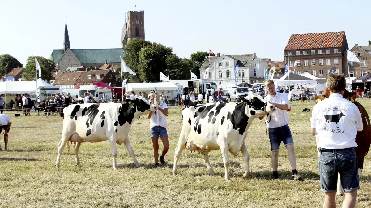 Ribe Dyrskue byder igen i år på stor opbakning fra dyreudstillerne, hvor den store Holstein-race inden for malkekøer traditionelt byder på flest dyr til bedømmelse. Arkivfoto
