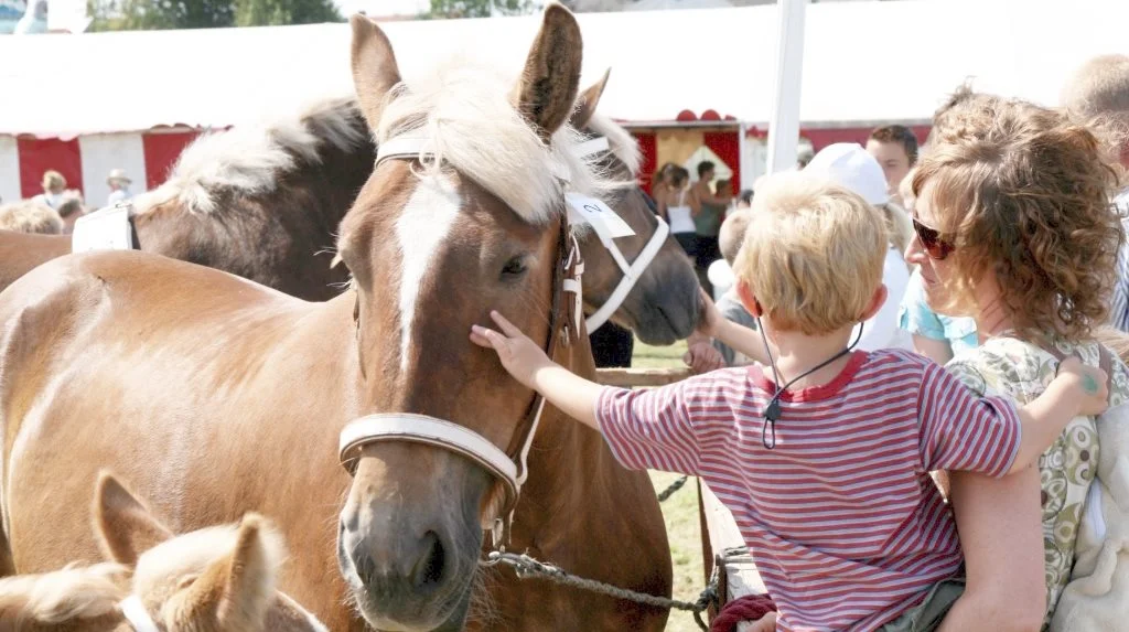 Ribe Dyrskue byder igen i år på mange flotte heste indenfor flere racer, hvor bedste hingst, hoppe og føl skal findes. Hestene er også populære blandt store og små gæster på skuet. Arkivfoto
