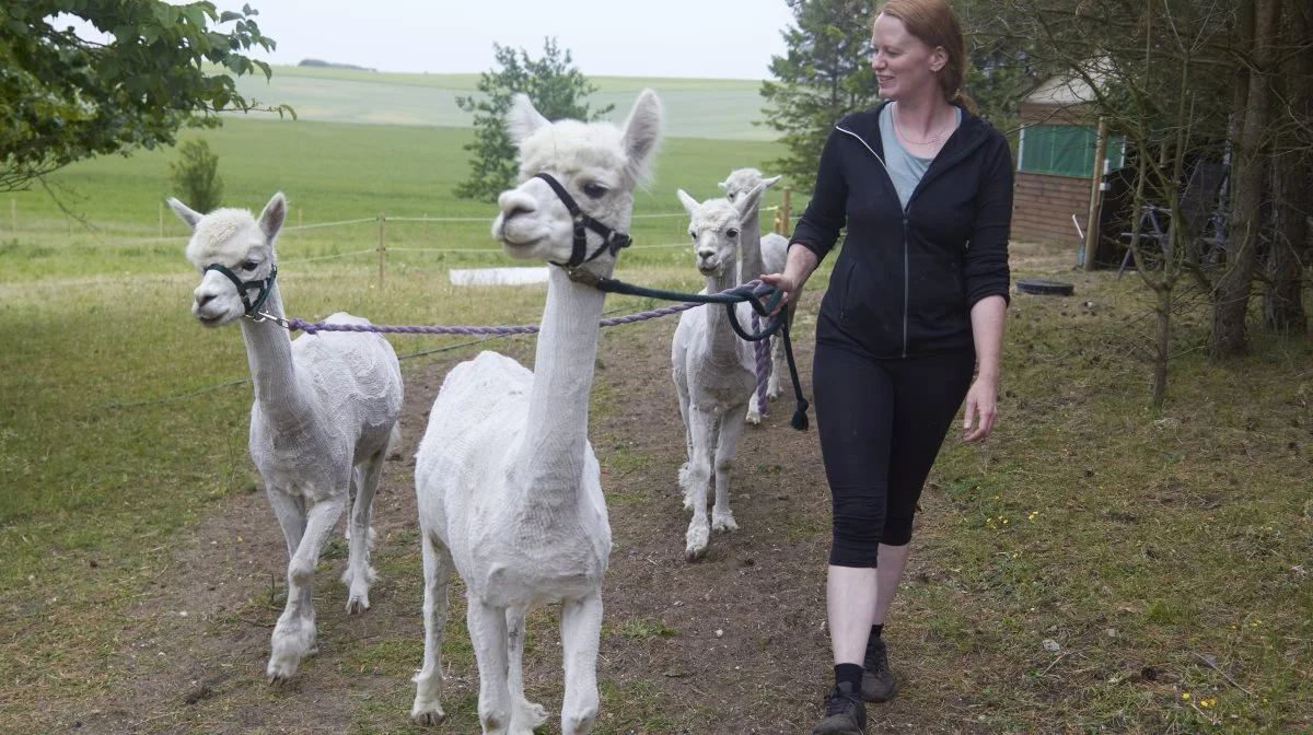 Helle Thomsen tilbyder alpaka-walk fra stedet, Møllebakkes Alpaca. De fire hingste er alle trænet til at gå med grime og håndtere mange mennesker.