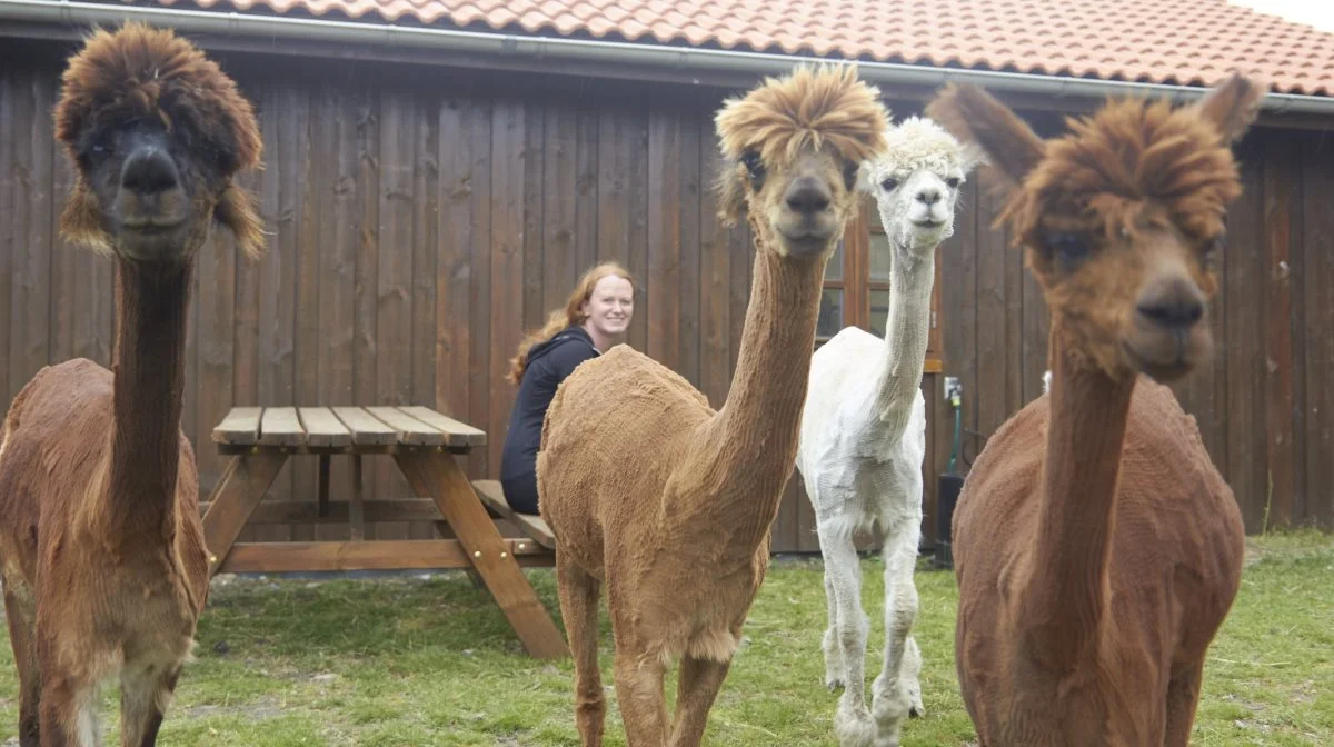 Alpakaerne ved Møllebakkens Alpaca er hvide og brune. - Egentlig betyder farverne ikke så meget for mig. Det vigtigste er, at dyrene er sunde og raske, siger Helle Thomsen.
