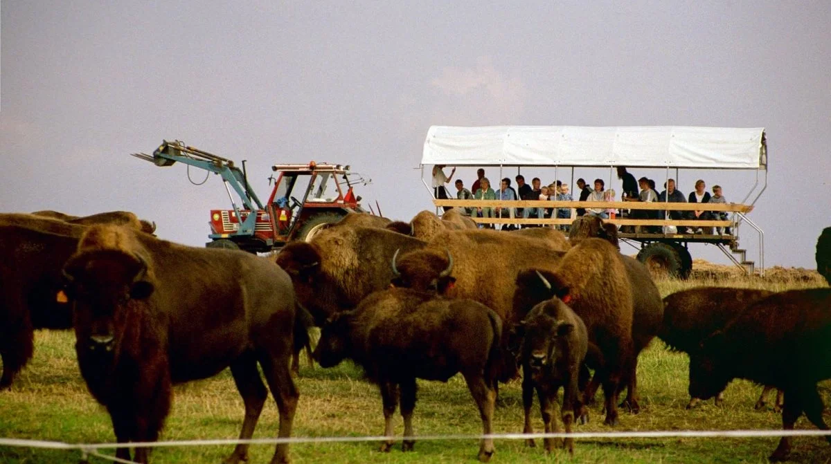 Guidede ture er blandt oplevelserne, Ditlevsdal Bisonfarm tilbyder deres gæster. Arkivfotos