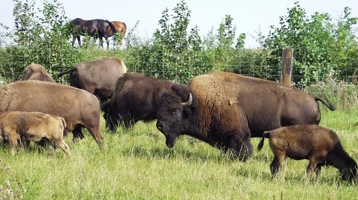 350 bisoner går i dag på Ditlevsdal Bisonfarm. 