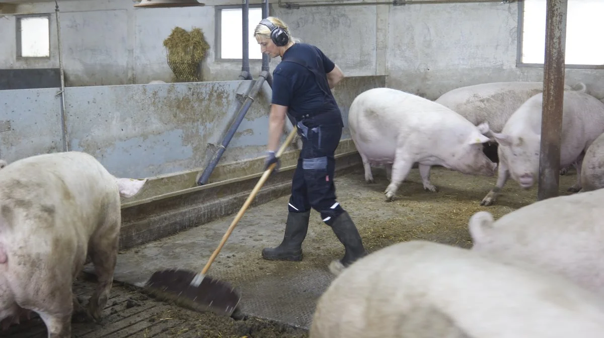 - Det er godt. Det er bare rigtig godt, siger Frida, som er driftsleder. Rillerne vender, så der stadig nemt kan skrabes, og ajlen løber også ned mod spalterne. De ansatte oplever også, at de selv står bedre fast, og der er ingen problemer, når gulvene skal vaskes.