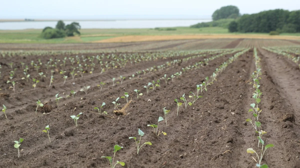 Kål i lange baner. Marken har været høstet en gang, og de spæde planter er nyplantninger.