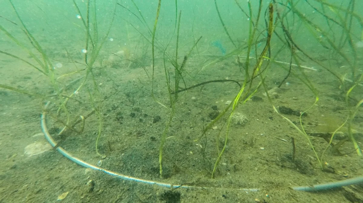 Det ser ikke ud af meget, men de grønne planter - ålegræs - er som førstehjælp for den hårdt prøvede fjord. PR-foto: Odense Fjord Samarbejdet. 