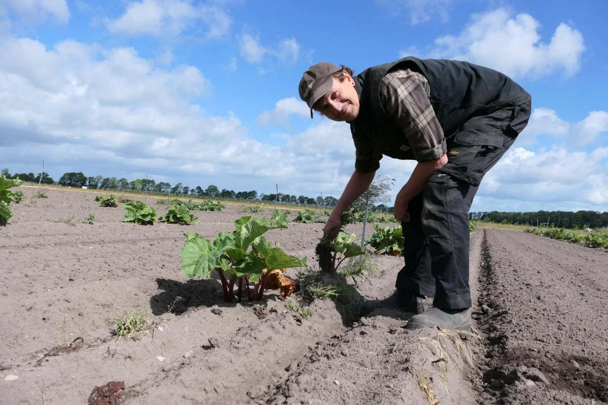 81 forskellige danske kloner og sorter af rabarber udgør den bevaringsværdige dokumentation af plantens genetiske variation. Det er ude på markerne ved AU Auning, Institut for Fødevarer ved Aarhus Universitet passer den værdifulde samling for den nordiske genbank NordGen. Foto: Bøje Østerlund.